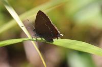Satyrium ilicis