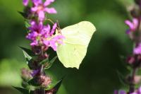 Gonepteryx rhamni