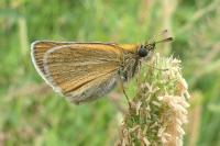 Thymelicus sylvestris