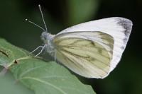 Pieris napi
