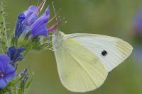 Pieris rapae