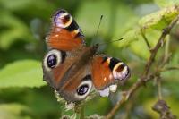 Aglais io