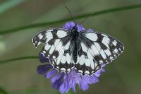 Melanargia galathea