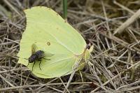 Gonepteryx rhamni
