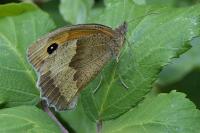 Maniola jurtina