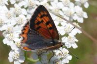 Lycaena phlaeas