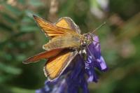 Thymelicus lineola