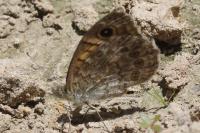 Lasiommata megera
