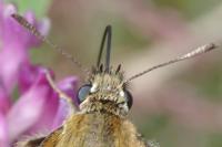 Thymelicus lineola