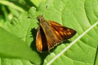 Ochlodes sylvanus