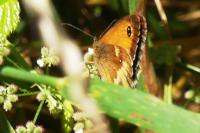 Pyronia tithonus