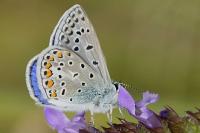 Polyommatus icarus