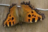 Nymphalis polychloros