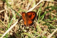 Pyronia tithonus
