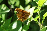 Polygonia c-album