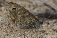 Lasiommata megera