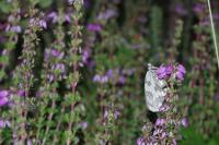 Melanargia galathea