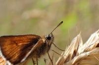 Thymelicus sylvestris