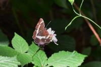 Limenitis camilla