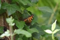 Nymphalis polychloros