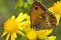 Pyronia tithonus