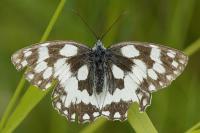 Melanargia galathea