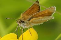 Thymelicus lineola
