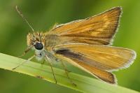 Thymelicus acteon