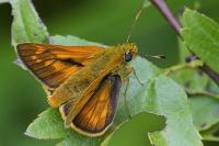 Ochlodes sylvanus