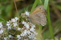 Maniola jurtina