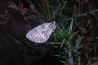 Melanargia galathea