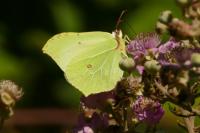 Gonepteryx rhamni