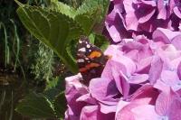 Vanessa atalanta