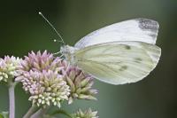 Pieris napi