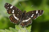 Araschnia levana