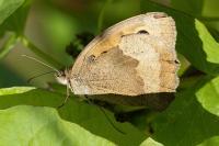 Maniola jurtina
