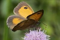 Pyronia tithonus