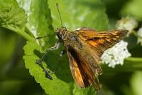 Ochlodes sylvanus