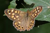 Pararge aegeria