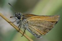 Thymelicus lineola