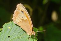 Maniola jurtina