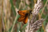 Ochlodes sylvanus