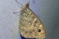 Lasiommata megera