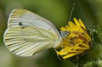 Pieris napi