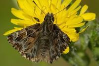 Carcharodus alceae