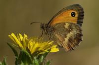 Pyronia tithonus