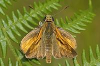 Ochlodes sylvanus