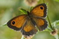 Pyronia tithonus