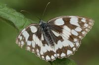 Melanargia galathea