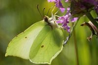 Gonepteryx rhamni